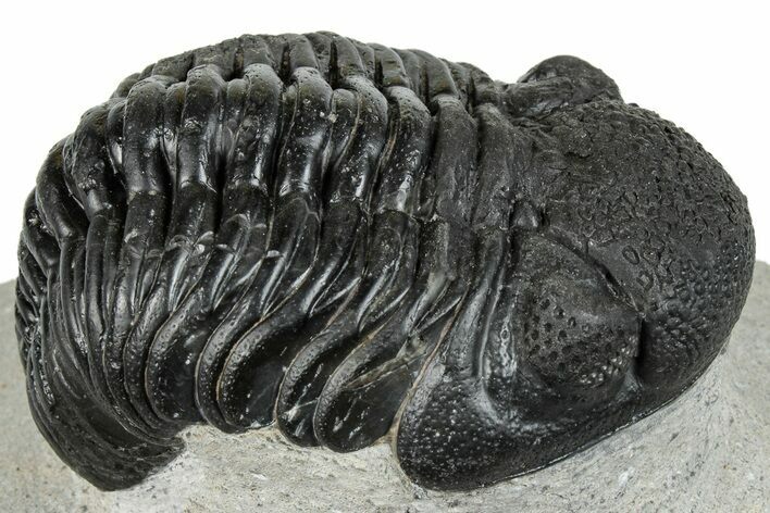 Bargain, Curled Pedinopariops Trilobite - Mrakib, Morocco #287710